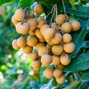 Longan Live Plant - 8-12 inch Tall Fruit Tree in Half Gallon Pot - Image 2