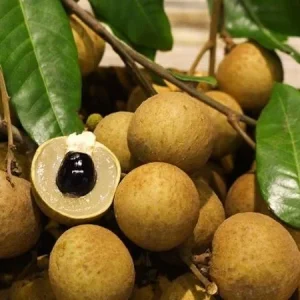Longan Live Plant - 8-12 inch Tall Fruit Tree in Half Gallon Pot - Image 3