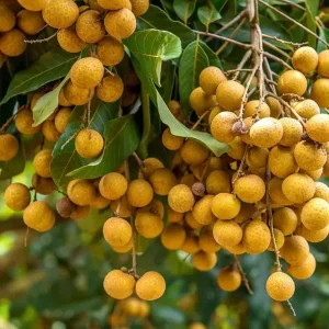 Longan Live Plant - 8-12 inch Tall Fruit Tree in Half Gallon Pot - Image 6