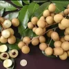 Longan Live Plant – Air Layered, 3 to 4 Feet Tall – Fruit Tree - Image 1
