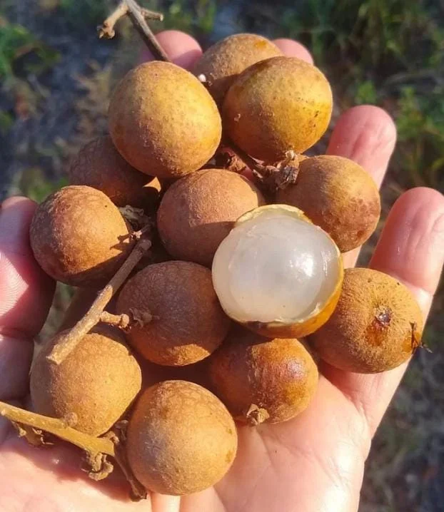 Longan Live Starter Plant - 5-8" Tall Tropical Fruit Tree - Dimocarpus longan - Image 2