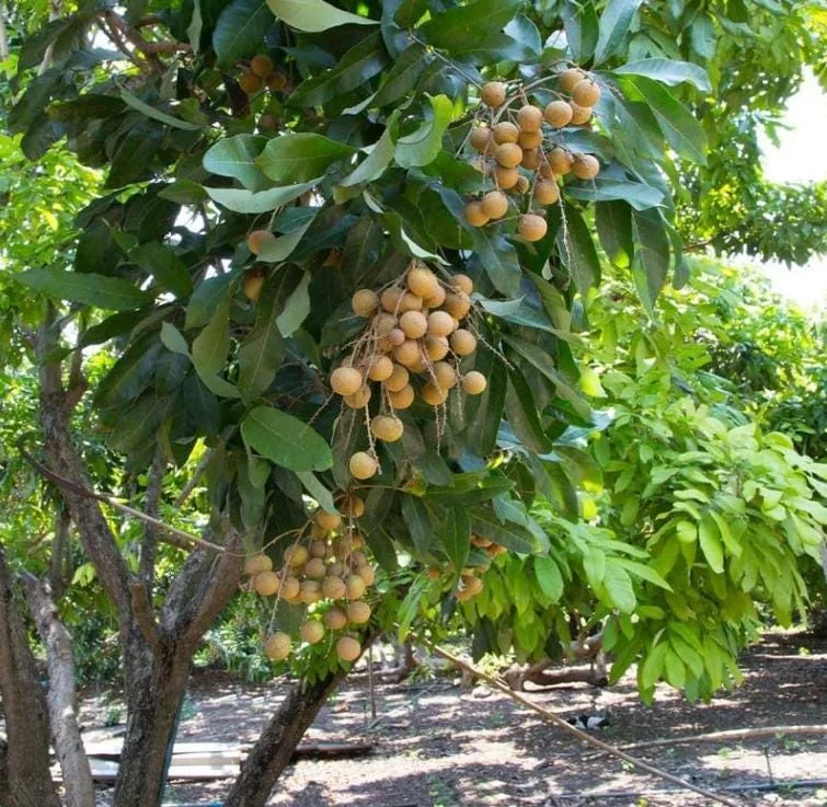 Longan Live Starter Plant - 5-8" Tall Tropical Fruit Tree - Dimocarpus longan - Image 3
