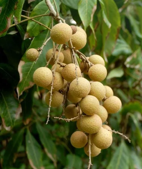 Longan Live Starter Plant - 5-8" Tall Tropical Fruit Tree - Dimocarpus longan - Image 4
