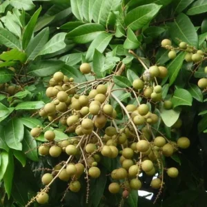 Longan Live Starter Plant - 5-8