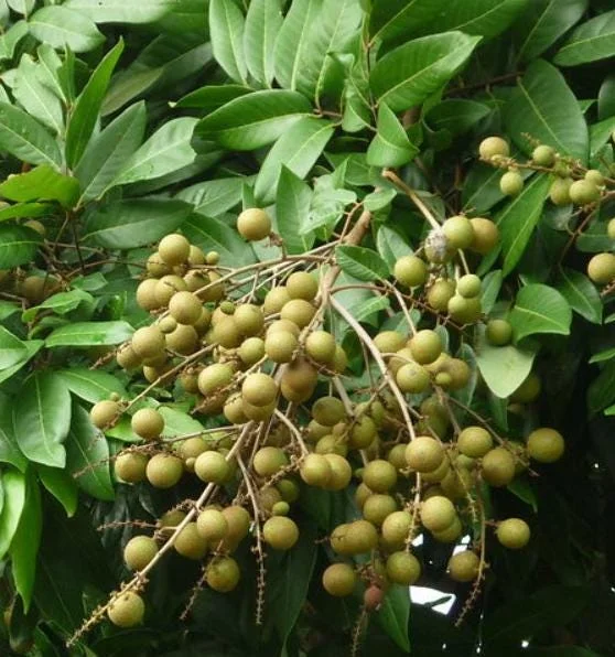 Longan Live Starter Plant - 5-8" Tall Tropical Fruit Tree - Dimocarpus longan - Image 5