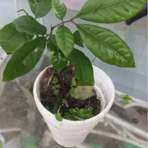 Longan Live Starter Plant - 5-8