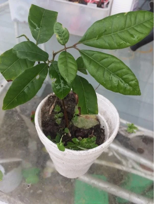 Longan Live Starter Plant - 5-8" Tall Tropical Fruit Tree - Dimocarpus longan - Image 6