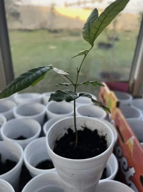 Longan Live Starter Plant - 5-8" Tall Tropical Fruit Tree - Dimocarpus longan - Image 7