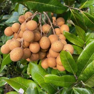 Longan Live Starter Plant - 5-8