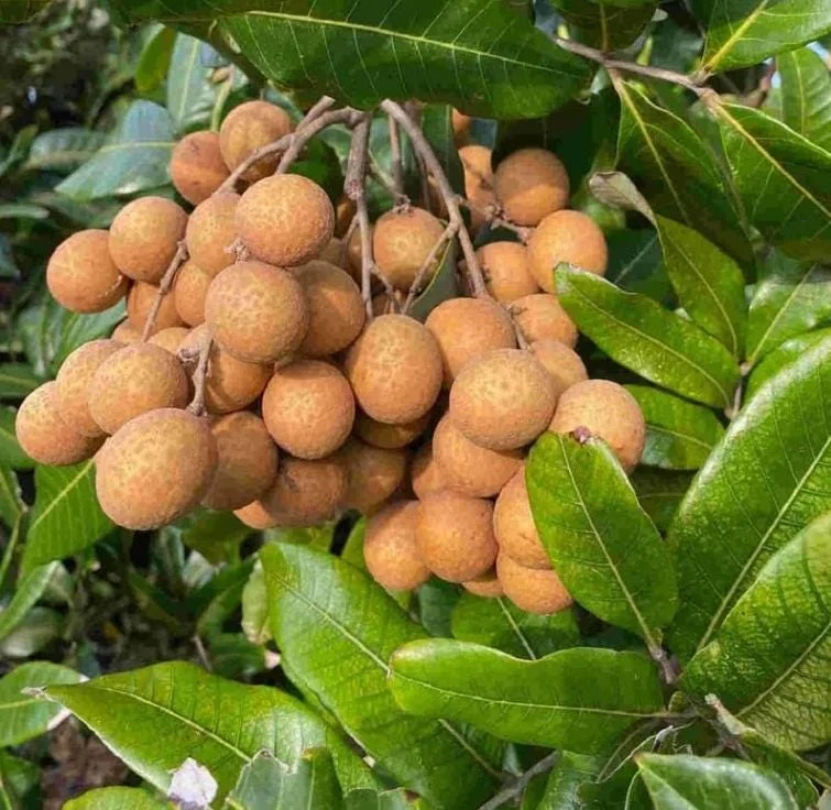 Longan Live Starter Plant - 5-8" Tall Tropical Fruit Tree - Dimocarpus longan - Image 1