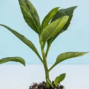 Longevity Spinach Live Plant - Gynura Procumbens - Well-Rooted (8-12 inch) - Image 2