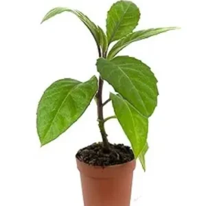 Longevity Spinach Live Plant - Gynura Procumbens - Well-Rooted (8-12 inch) - Image 3