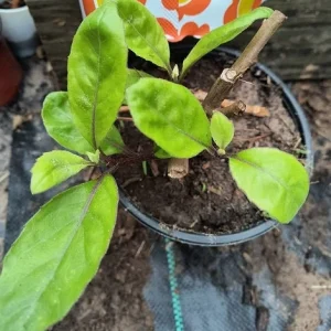 Longevity Spinach Live Plant - Gynura Procumbens - Well-Rooted (8-12 inch) - Image 4