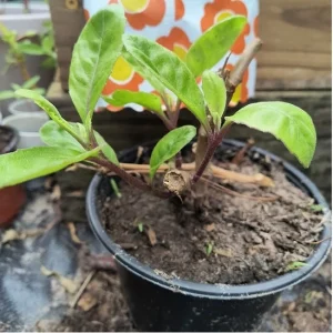 Longevity Spinach Live Plant - Gynura Procumbens - Well-Rooted (8-12 inch) - Image 5