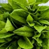 Longevity Spinach Live Plant - Gynura Procumbens - Well-Rooted (8-12 inch) - Image 1
