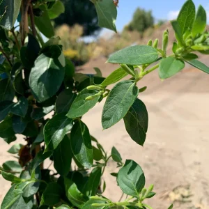 Lonicera Confusa Live Plant – 2ft Tall – 6in Pot – Evergreen Vine - Image 4