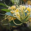 Lonicera Confusa Live Plant – 2ft Tall – 6in Pot – Evergreen Vine - Image 1