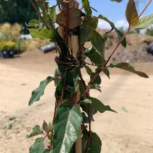 Lonicera J. Purpurea Live Plant - 2ft Tall Evergreen Vine in 6in Pot - Image 2