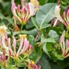 Lonicera J. Purpurea Live Plant - 2ft Tall Evergreen Vine in 6in Pot - Image 1