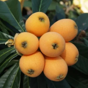 Loquat Live Plant – 5-8in Tall – 4in Pot – Fruit Tree – Outdoor - Image 2