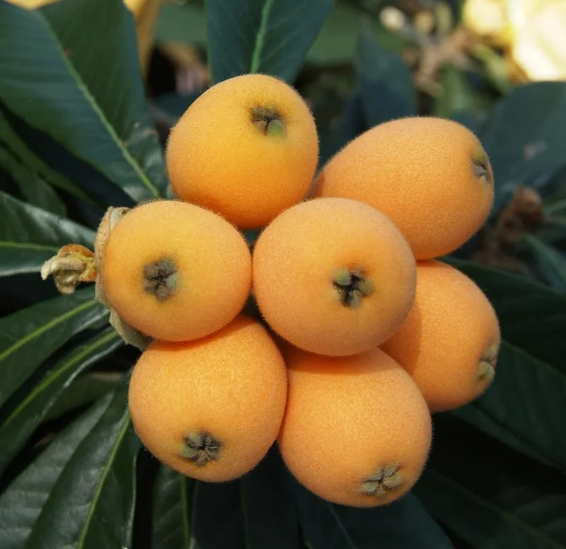 Loquat Live Plant – 5-8in Tall – 4in Pot – Fruit Tree – Outdoor - Image 2