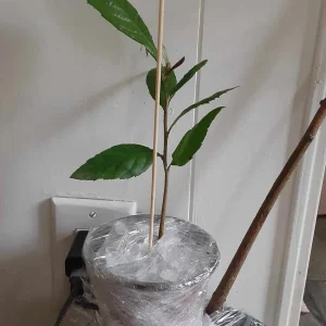 Loquat Live Plant – 5-8in Tall – 4in Pot – Fruit Tree – Outdoor - Image 3