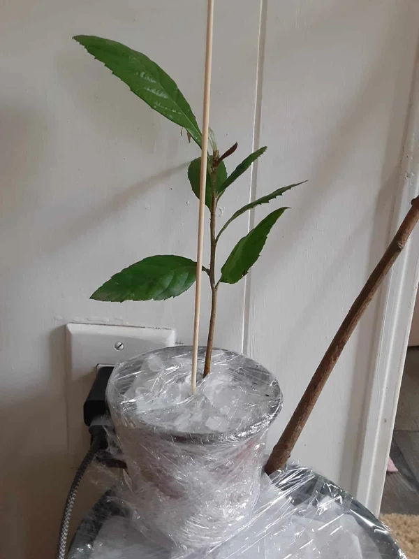 Loquat Live Plant – 5-8in Tall – 4in Pot – Fruit Tree – Outdoor - Image 3