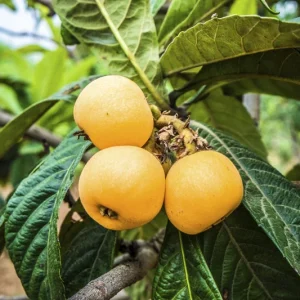Loquat Live Plant – 5-8in Tall – 4in Pot – Fruit Tree – Outdoor - Image 4