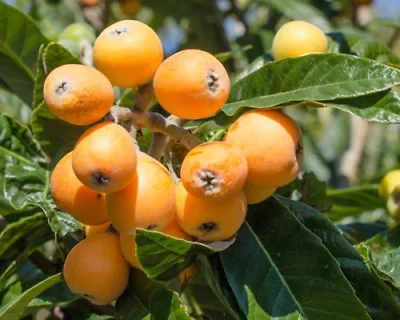Loquat Live Plant – 5-8in Tall – 4in Pot – Fruit Tree – Outdoor - Image 5