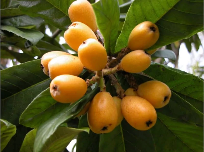 Loquat Live Plant – 5-8in Tall – 4in Pot – Fruit Tree – Outdoor - Image 1