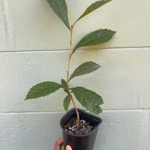 Loquat Tree (Eriobotrya japonica) - sweet, juicy, apricot-like fruit - Image 3