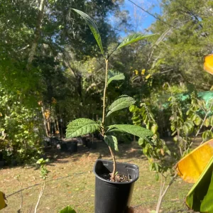 Loquat Tree (Eriobotrya japonica) - sweet, juicy, apricot-like fruit - Image 6