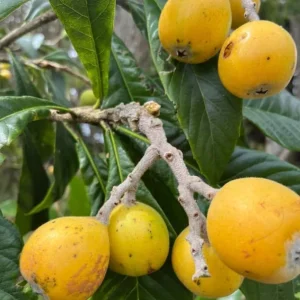 Loquat Tree Live Plant - 1-2ft Tall in 1 Gallon Pot - Outdoor Fruit Tree - Image 2