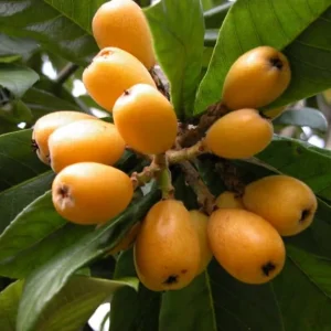 Loquat Tree Live Plant - 1-2ft Tall in 1 Gallon Pot - Outdoor Fruit Tree - Image 3