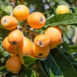 Loquat Tree Live Plant - 1-2ft Tall in 1 Gallon Pot - Outdoor Fruit Tree - Image 5