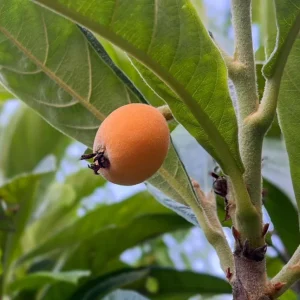 Loquat Tree Live Plant - 1-2ft Tall in 1 Gallon Pot - Outdoor Fruit Tree - Image 1