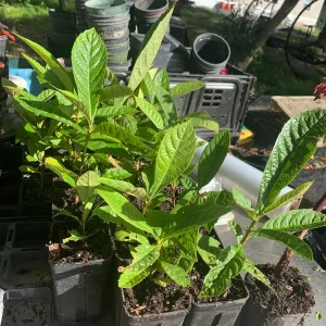 Loquat Tree Live Plant (Eriobotrya japonica) - 2 Gallon Pot - Edible Fruit Tree - Image 2