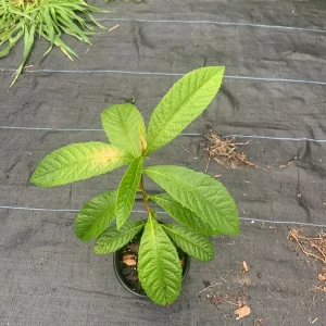 Loquat Tree Live Plant (Eriobotrya japonica) - 2 Gallon Pot - Edible Fruit Tree - Image 4