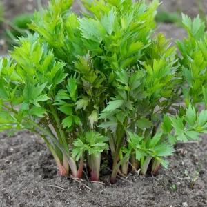 Lovage Seeds - Levisticum officinale, Maggi Herb, Non-GMO, Heirloom - Image 2