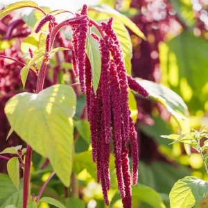 Love Lies Bleeding Amaranthus caudatus Seeds - 500+ Count - Cascading Pink Plumes - Outdoor Perennial Flower - Image 2