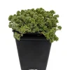 Love's Triangle Sedum Live Plant - Stonecrop, 2.5" Pot - Fairy Garden - Image 1