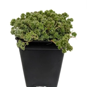 Love's Triangle Sedum Live Plant - Stonecrop, 2.5