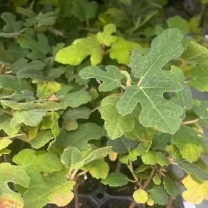 LSU Purple Edible Fig Live Plant - Ficus carica - 4 inch Pot - Image 2