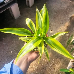 Lucky Bamboo Live Plant – Dracaena Sanderiana Gold – 4in Pot – Indoor - Image 3