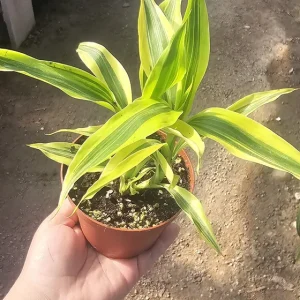 Lucky Bamboo Live Plant – Dracaena Sanderiana Gold – 4in Pot – Indoor - Image 4