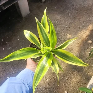 Lucky Bamboo Live Plant – Dracaena Sanderiana Gold – 4in Pot – Indoor - Image 5