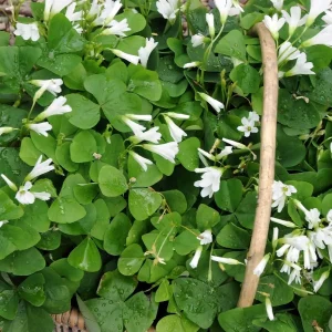 Lucky Green Shamrock Oxalis Bulbs - White Flowers - Edible Leaves - 10 Pack - Image 1