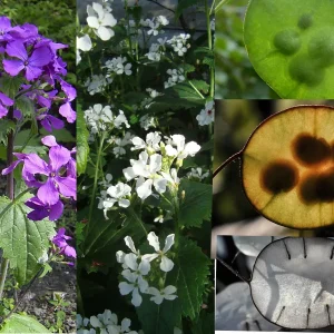 Lunaria Silver Dollar Plant Live Plug - 2.25 inch Pot - Indoor/Outdoor - Image 2