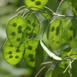 Lunaria Silver Dollar Plant Live Plug - 2.25 inch Pot - Indoor/Outdoor - Image 5