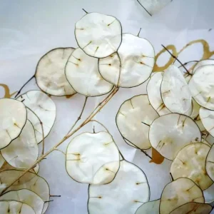 Lunaria Silver Dollar Plant Live Plug - 2.25 inch Pot - Indoor/Outdoor - Image 6